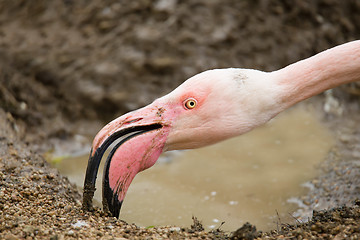 Image showing Rose Flamingo