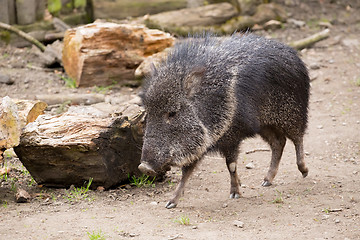 Image showing the male Chacoan peccary, Catagonus wagneri