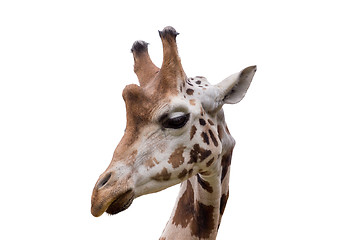 Image showing young cute giraffe