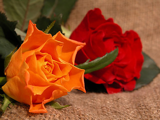 Image showing roses