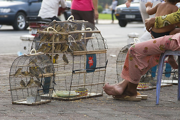 Image showing Birds for sale