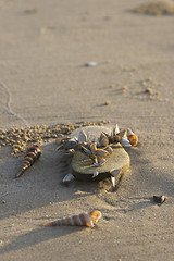 Image showing Abandoned flip-flop