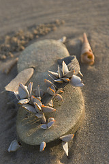 Image showing Abandoned flip-flop