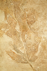 Image showing Cliff leaf sediment close-up