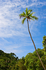 Image showing Palm Tree at the Beach