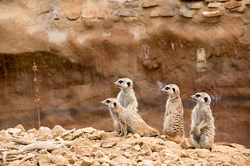 Image showing family of meerkat or suricate