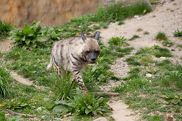 Image showing Striped hyena (Hyaena hyaena)