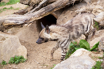 Image showing Striped hyena (Hyaena hyaena)