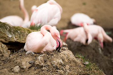 Image showing nesting Rose Flamingo with eng in nest