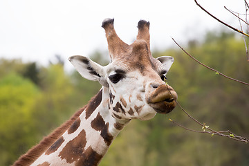 Image showing young cute giraffe grazing