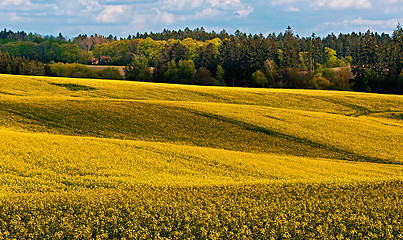 Image showing Beautiful rape field summer rural landscape