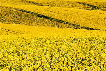 Image showing Beautiful rape field summer rural landscape