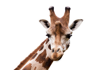 Image showing young cute giraffe