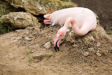 Image showing nesting Rose Flamingo with eng in nest