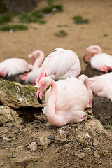Image showing nesting Rose Flamingo with eng in nest