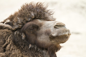 Image showing Camel