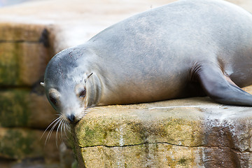 Image showing Pinniped- seal 