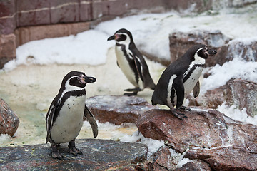 Image showing Penguins ,Sphenisciformes