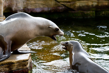 Image showing Pinniped- seal 