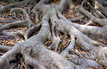 Image showing Tree roots branching out.