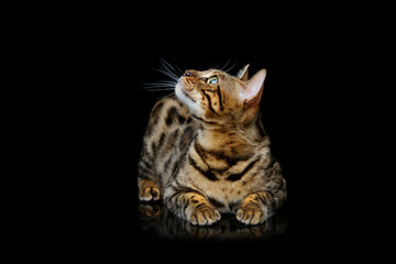 Image showing Beautiful bengal cat