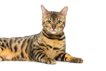 Image showing Beautiful bengal cat