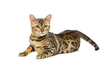 Image showing Beautiful bengal cat