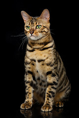Image showing Beautiful bengal cat