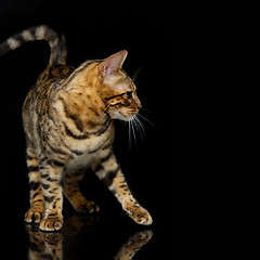 Image showing Beautiful bengal cat