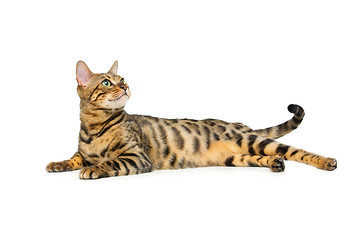 Image showing Beautiful bengal cat