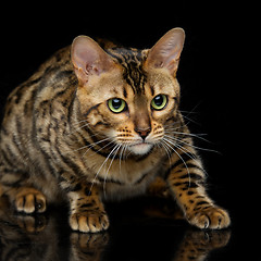 Image showing Beautiful bengal cat