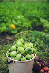 Image showing Fresh harvesting tomatoes