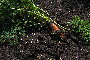 Image showing Freshly grown carrots