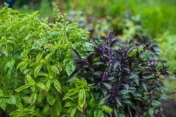 Image showing Fresh harvesting basil