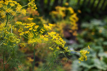 Image showing Fresh harvesting dill