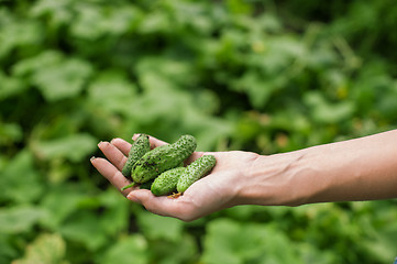 Image showing Fresh harvesting cucumbers