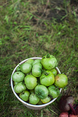 Image showing Fresh harvesting tomatoes