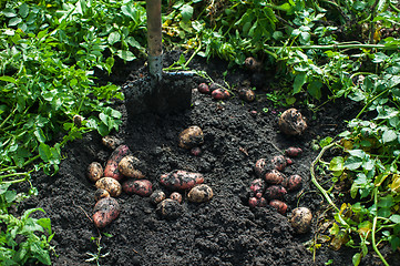 Image showing Fresh harvesting potatoes