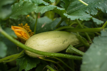 Image showing Fresh harvesting zucchini