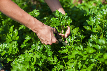 Image showing Fresh harvesting parsley