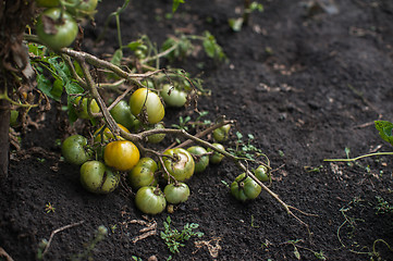 Image showing Fresh harvesting tomatoes