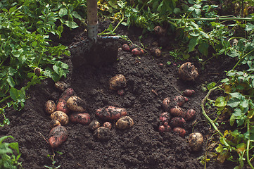 Image showing Fresh harvesting potatoes