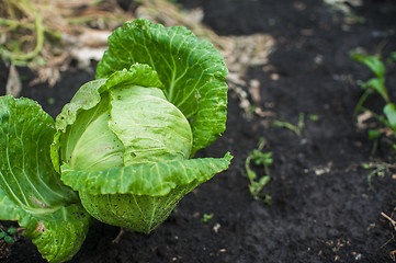 Image showing Fresh harvesting cabbage
