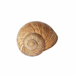 Image showing Sea Shell on Isolated White Background