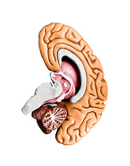 Image showing Brain model