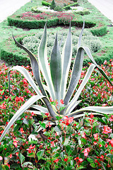 Image showing big plant with red flowers