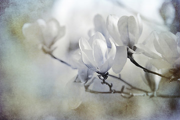 Image showing white magnolias textured on old paper