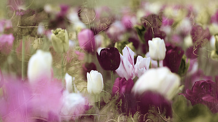 Image showing tinted tulips vintage concept