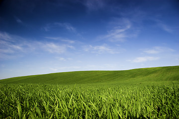 Image showing Spring field