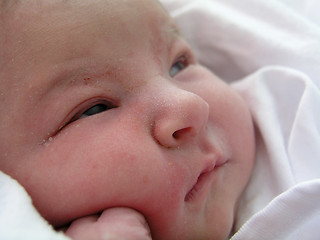 Image showing Newborn portrait